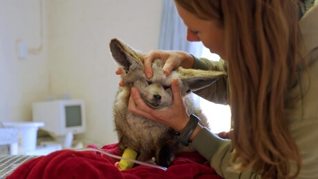 Dierendokter in het wild